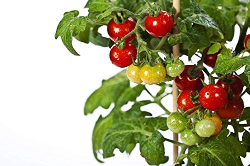 50 Tiny Tim Tomato Seeds - Dwarf Heirloom Cherry Tomato - by RDR Seeds