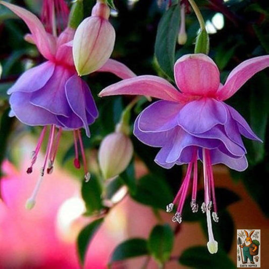 Earth Hopper 50 SEEDS- Fuchsia Lantern Flower Seeds - Year-Round Flowering, Low Maintenance Plant Seeds.