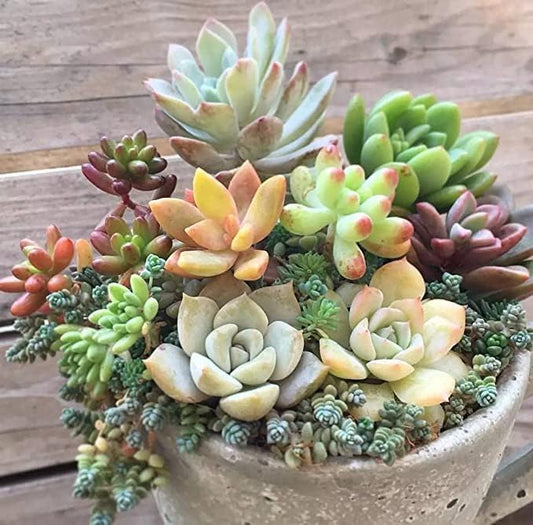 Earth Hopper 50 Seeds Pcs- Rare Beautiful Mixed Succulents Seeds for Planting, DIY Ornamental Plant Seeds - Grow Indoor/Outdoor Both