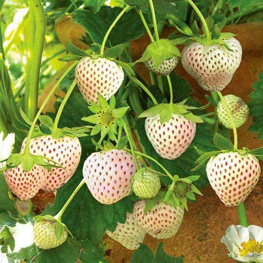 Red, Yellow, White Strawberry Four Seasons Strawberry Fruit Seeds for Planting - 15X3=45+ Seeds- Individually Packed