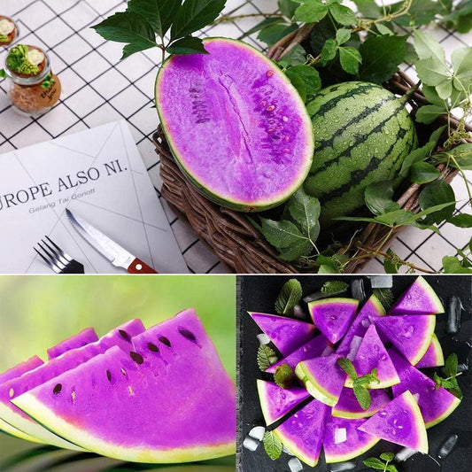Earth Hopper 15+ SEEDS-Year-Round Growing Purple Watermelon Seeds - Easy & Low Maintenance