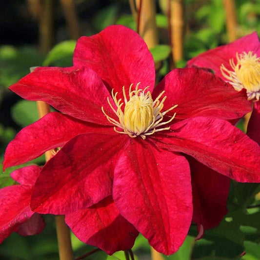 Hybrid Mix Colour Clematis Flower Seeds (Grow and Bloom in All Seasons)