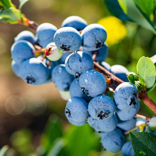 Earth Hopper 20 Seeds- Blueberry Bush Seeds For Planting - Blueberries Fresh Fruit Seeds, Non Gmo Berry Seeds, Dwarf Blueberry Bush Seeds For Planting