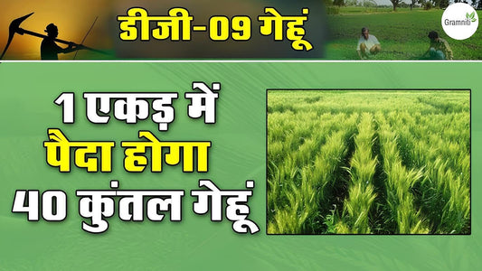 1 KG- Israel DG 09 Wheat Grass Seeds For Farming- DG 09 Gehu Seeds- Very High Crop Yield Variety