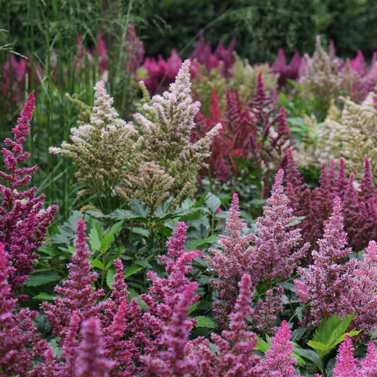 Earth Hopper 100+ SEEDS- Astilbe Flower Seeds For Planting Home Garden- Grow All India.Grow Year Round.