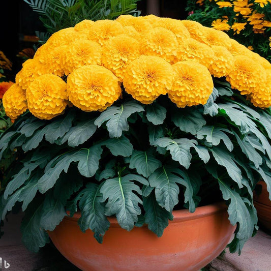 Earth Hopper 100+ Seeds- Marigold African High Yield Hybrid Flower Seeds For Gardening