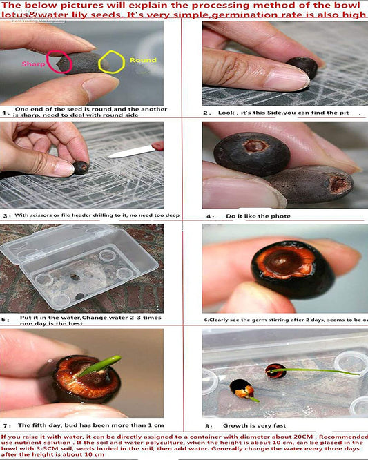 Nelumbo Nucifera Sunburst Yellow Lotus Flower 20 Seeds