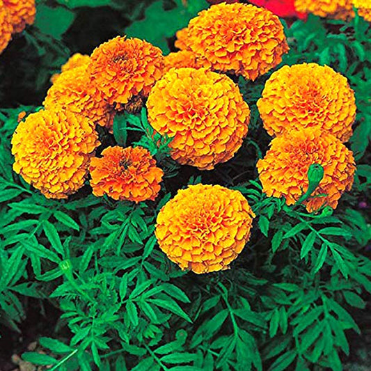 NooElec Seeds India E Garden 6 Variety Marigold Gainda Flower Seeds Combo Pack- 200+ Seeds