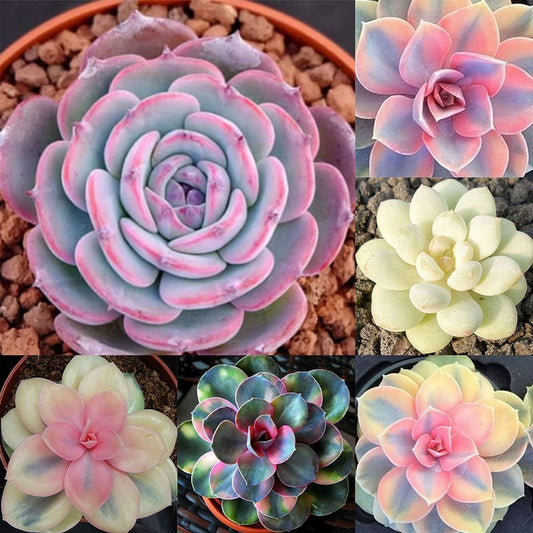 50 Seeds- Mixed Rare Succulents Plant Seeds Garden Balcony Perennial Dwarf Decor Plant Seeds