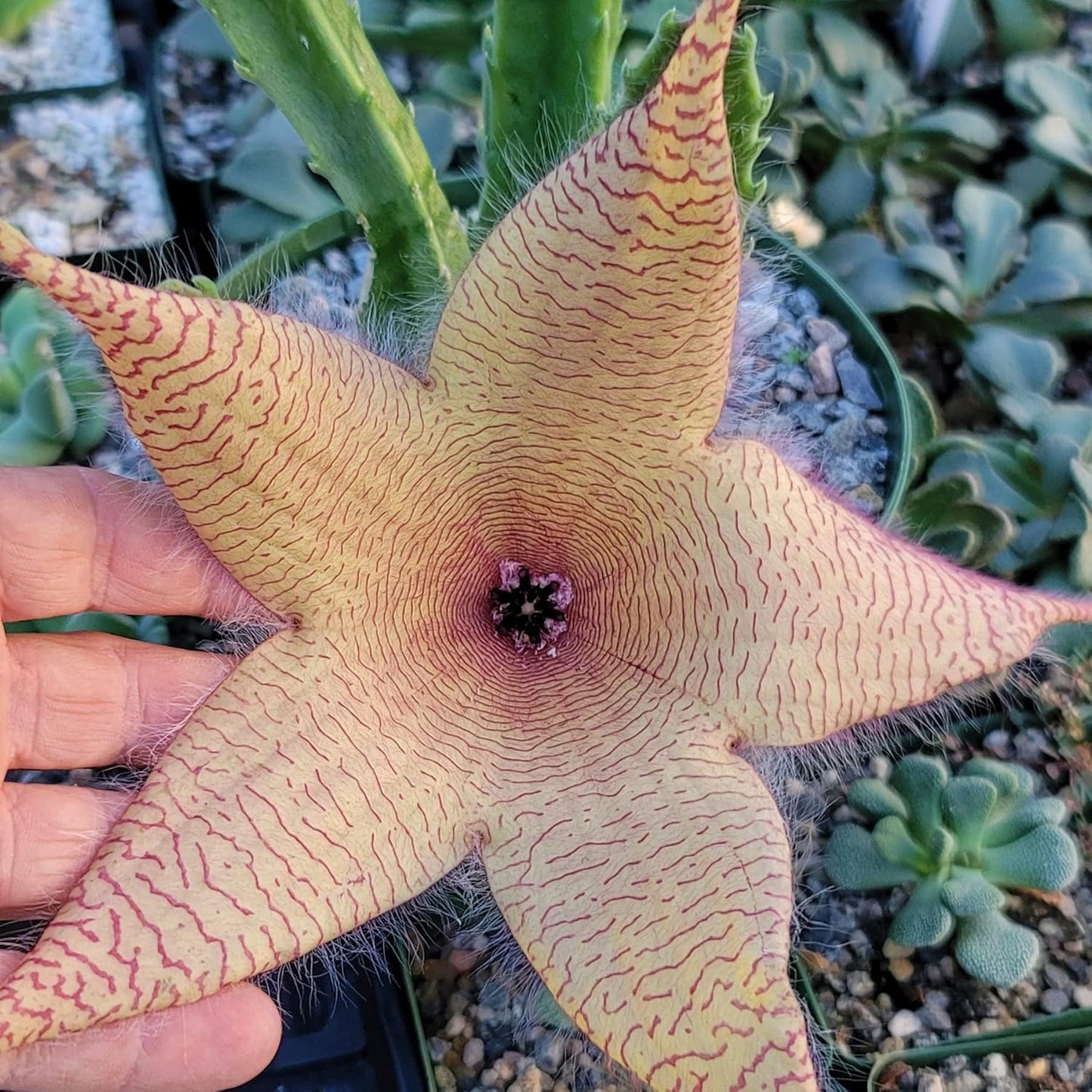 Exotic Star Cactus Succulent Seeds Pack - Grow Indoor & Outdoor - 50 Seeds