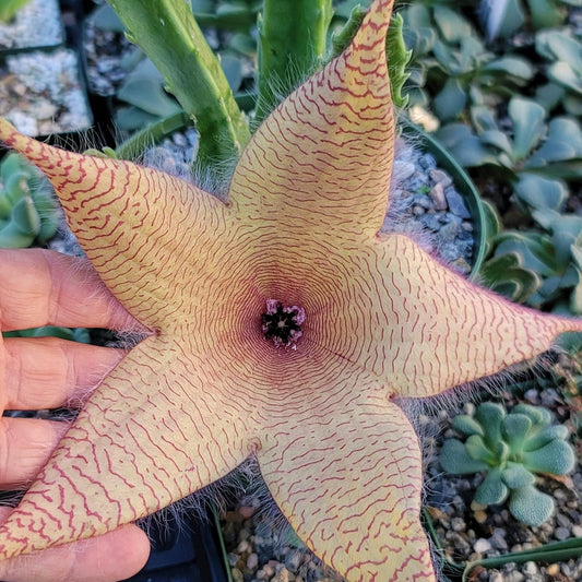 Exotic Star Cactus Succulent Seeds Pack - Grow Indoor & Outdoor - 50 Seeds
