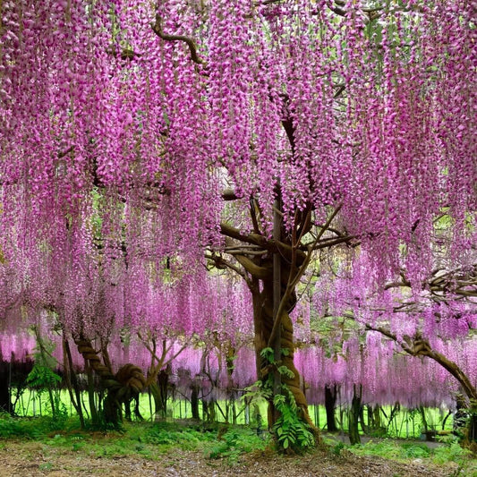 50+ SEEDS- All Year Growing Pink Wisteria Tree Seeds For Planting Home Garden- Grow All India.