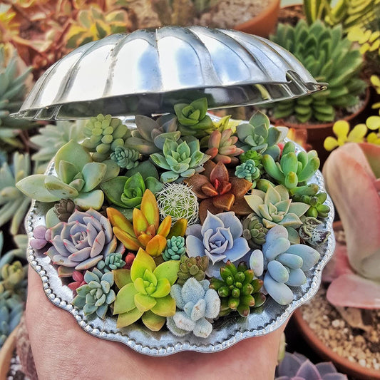 Early Summer Seeds - Anti Radiation Mini Succulent Mix Seeds Pack - 35 Seeds Trial Pack