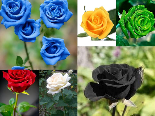 Multicolor Rose Gulab Flower Seeds, 90+ Seeds (Red, Blue, White, Black, Green, Yellow 15+ Seeds Each)
