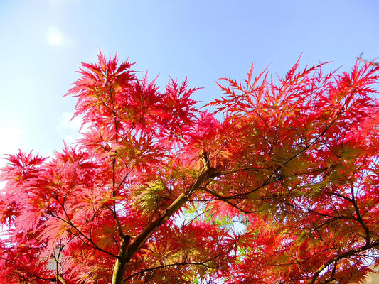 30+ Seeds- Red Japanese Maple Tree Seeds For Planting- Grow Year Round - All india