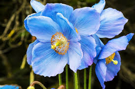 50+ SEEDS- BLUE HIMALAYAN POPPY Tibetan Meconopsis Betonicifolia Flower Seeds