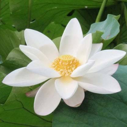 White lotus flower with a yellow center on green leaves