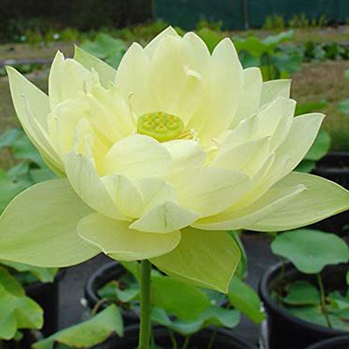 Sunburst Yellow Lotus Flower 20 Seeds -Nelumbo Nucifera