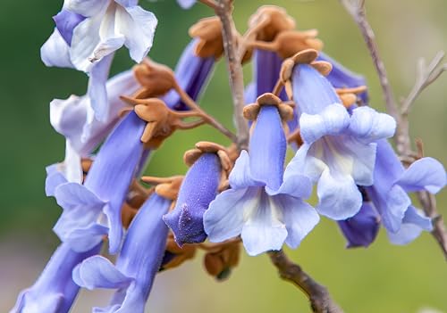 50+ Seeds- Empress Tree Seeds (Paulownia Tomentosa)- Exotic Tree Seeds For Home Garden