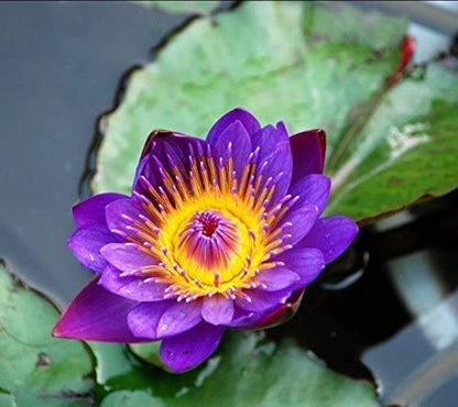 30 Seeds- Earth Hopper Purple Bowl Lotus Garden Plants Potted Flowers Seed Water Lily Seeds Flowering Plants Charm