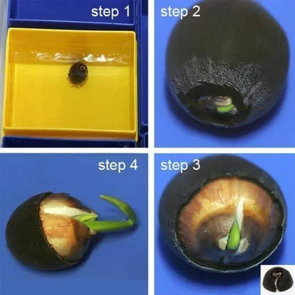 30 Seeds- Earth Hopper Purple Bowl Lotus Garden Plants Potted Flowers Seed Water Lily Seeds Flowering Plants Charm