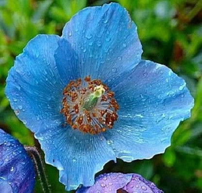 50+ SEEDS- BLUE HIMALAYAN POPPY Tibetan Meconopsis Betonicifolia Flower Seeds