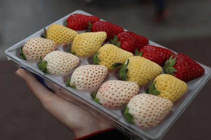 Earth Hopper 3 Colors Strawberry Four Seasons Strawberry Seeds For Planting - 15X3=45+ Seeds- Individually Packed