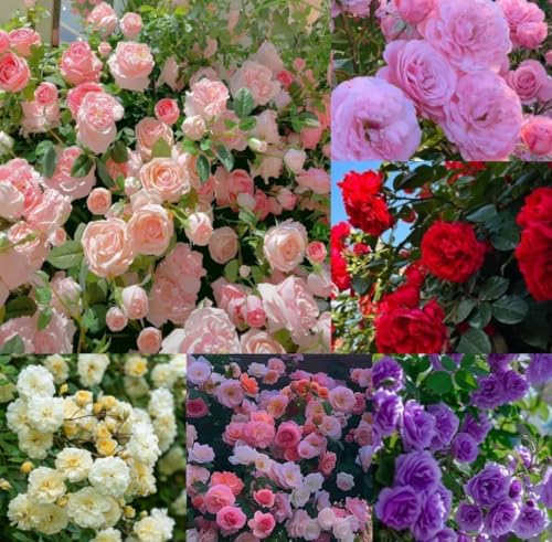 220+ SEEDS- Hybrid Climbing Rose Flower Mix Seeds, Year-Round Blooms
