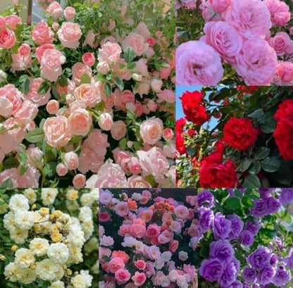220+ SEEDS- Hybrid Climbing Rose Flower Mix Seeds, Year-Round Blooms