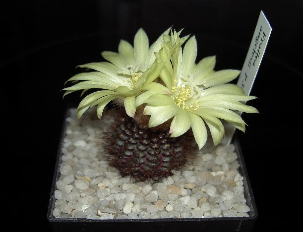 All Seasons Indoor/Outdoor Chocolate Angel Cactus Seeds - 35+ Seeds Pack