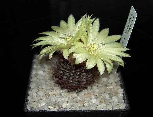 All Seasons Indoor/Outdoor Chocolate Angel Cactus Seeds - 35+ Seeds Pack