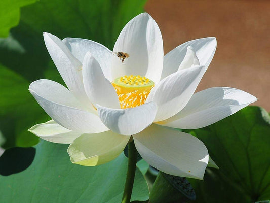 20 SEEDS- Mix Hybrid Lotus Flower Seeds- Grow Year Round
