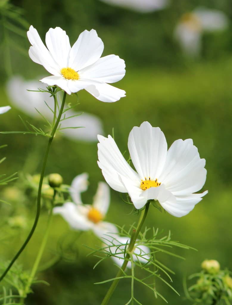 Earth Hopper F1 Hybrid Cosmos Flower Seeds - 35 Seeds Trial Pack (Cosmos, White)