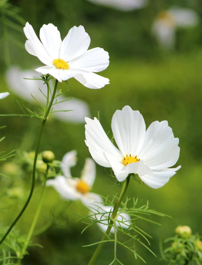 Earth Hopper F1 Hybrid Cosmos Flower Seeds - 35 Seeds Trial Pack (Cosmos, White)