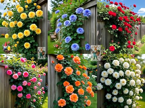 220+ SEEDS- Hybrid Climbing Rose Flower Mix Seeds, Year-Round Blooms