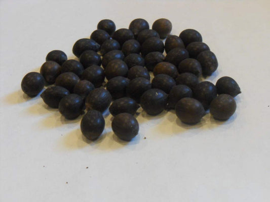 Nooelec Seeds India Mini Lotus Seeds Adorable Flower 15 Seeds Fragrant Blooms Hydroponic All Season/Grow Indoor Or Outdoor.