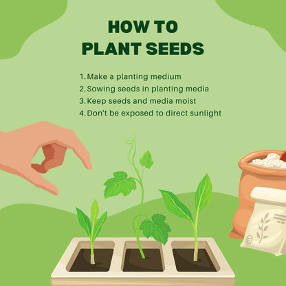 Dracula Simia Monkey Face Orchid Flower Seeds for Planting (35 Pcs)