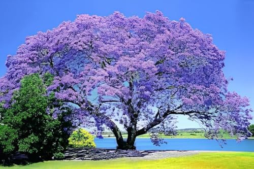50+ Seeds- Empress Tree Seeds (Paulownia Tomentosa)- Exotic Tree Seeds For Home Garden