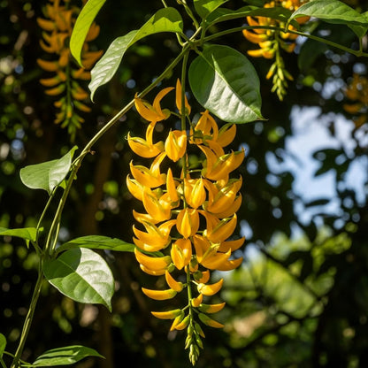 Jade Vine Flower Seeds - Pack of 60+ | All-India All-Season Planting | Easy Growth & Low Maintenance | Drought Resistant (RED)