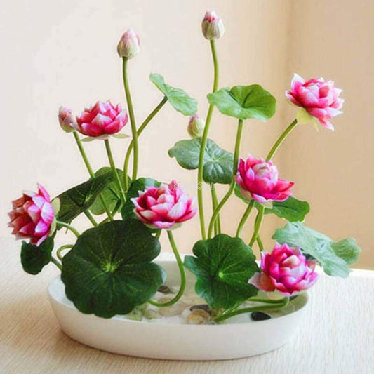 Nooelec Seeds India Mini Lotus Seeds Adorable Flower 15 Seeds Fragrant Blooms Hydroponic All Season/Grow Indoor Or Outdoor.