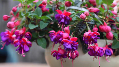 35+ Seeds- Mix Fuchsia Hanging Flower Seeds For Home Garden - Grow In All Seasons