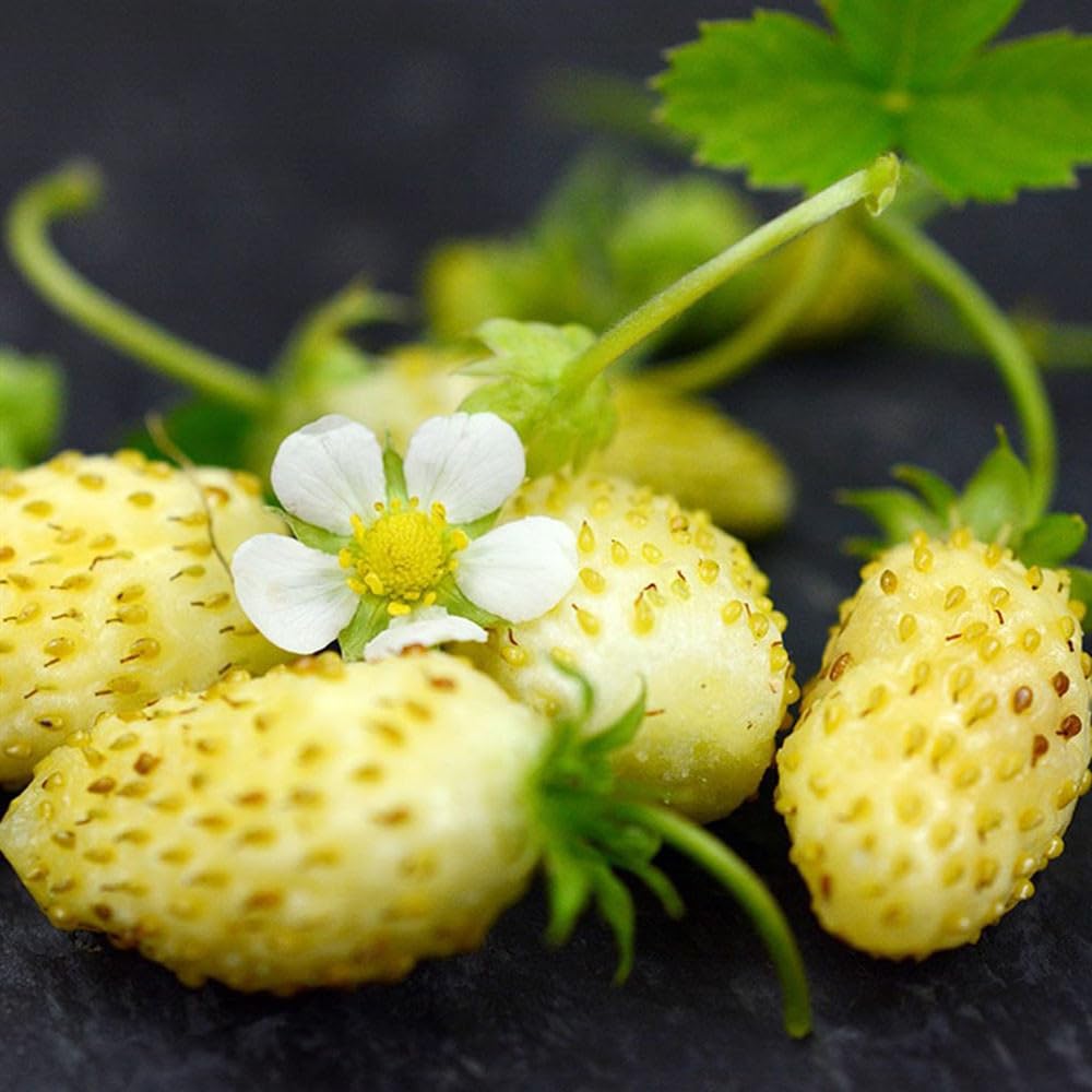 Red, Yellow, White Strawberry Four Seasons Strawberry Fruit Seeds for Planting - 15X3=45+ Seeds- Individually Packed