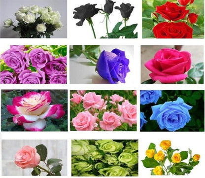 Multicolor Rose Gulab Flower Seeds, 100+ Seeds (Red, Blue, Purple, Black, Green, Rainbow 15+ Seeds Each)