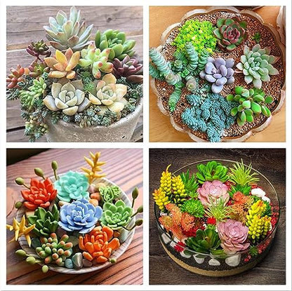 Earth Hopper 50 Seeds Pcs- Rare Beautiful Mixed Succulents Seeds for Planting, DIY Ornamental Plant Seeds - Grow Indoor/Outdoor Both
