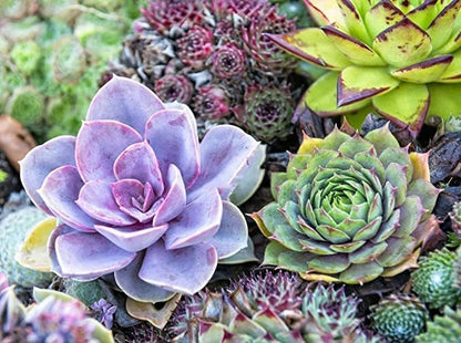 Earth Hopper 50 Seeds Pcs- Rare Beautiful Mixed Succulents Seeds for Planting, DIY Ornamental Plant Seeds - Grow Indoor/Outdoor Both