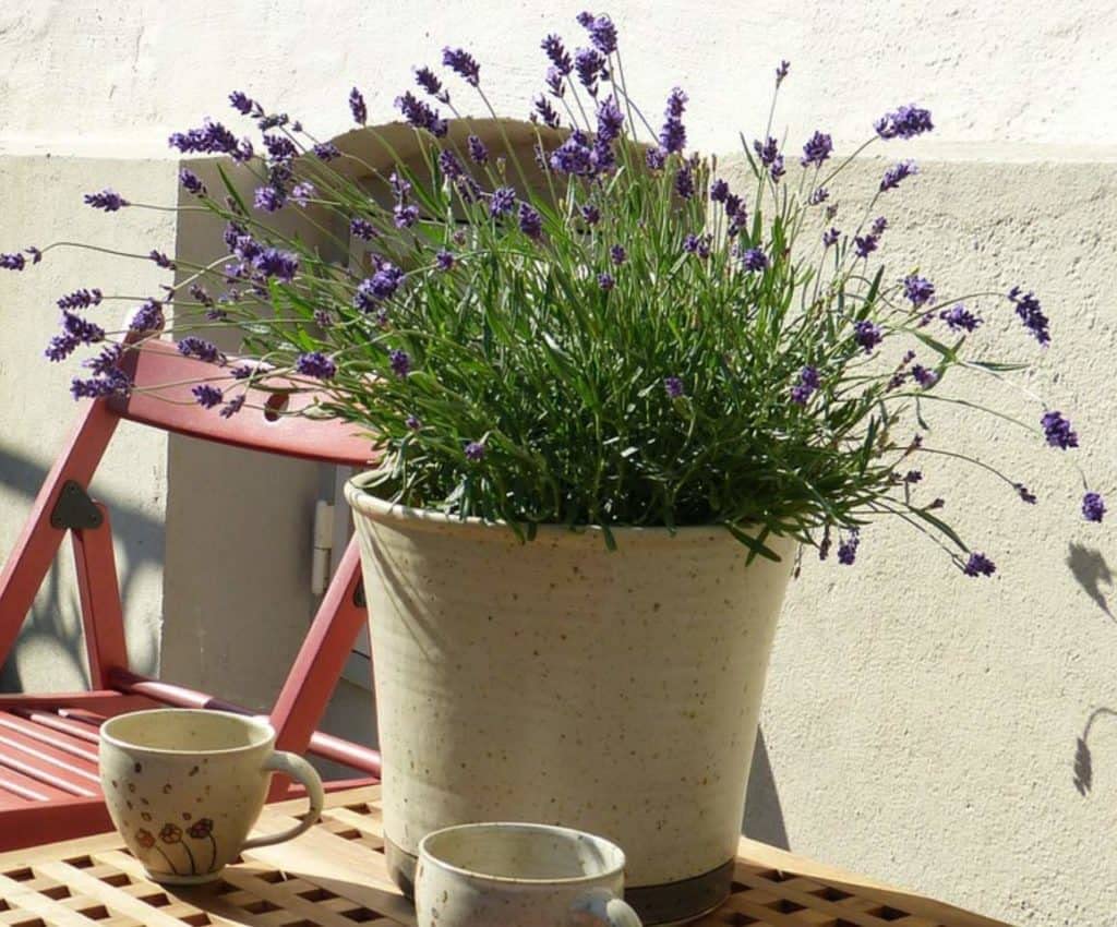 Seeds Ville Lavender Flower Plant Seeds For Home Garden- 30 Seeds Eco Pack