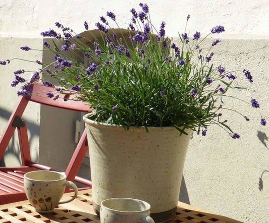 Seeds Ville Lavender Flower Plant Seeds For Home Garden- 30 Seeds Eco Pack