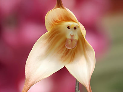 Dracula Simia Monkey Face Orchid Flower Seeds for Planting (35 Pcs)