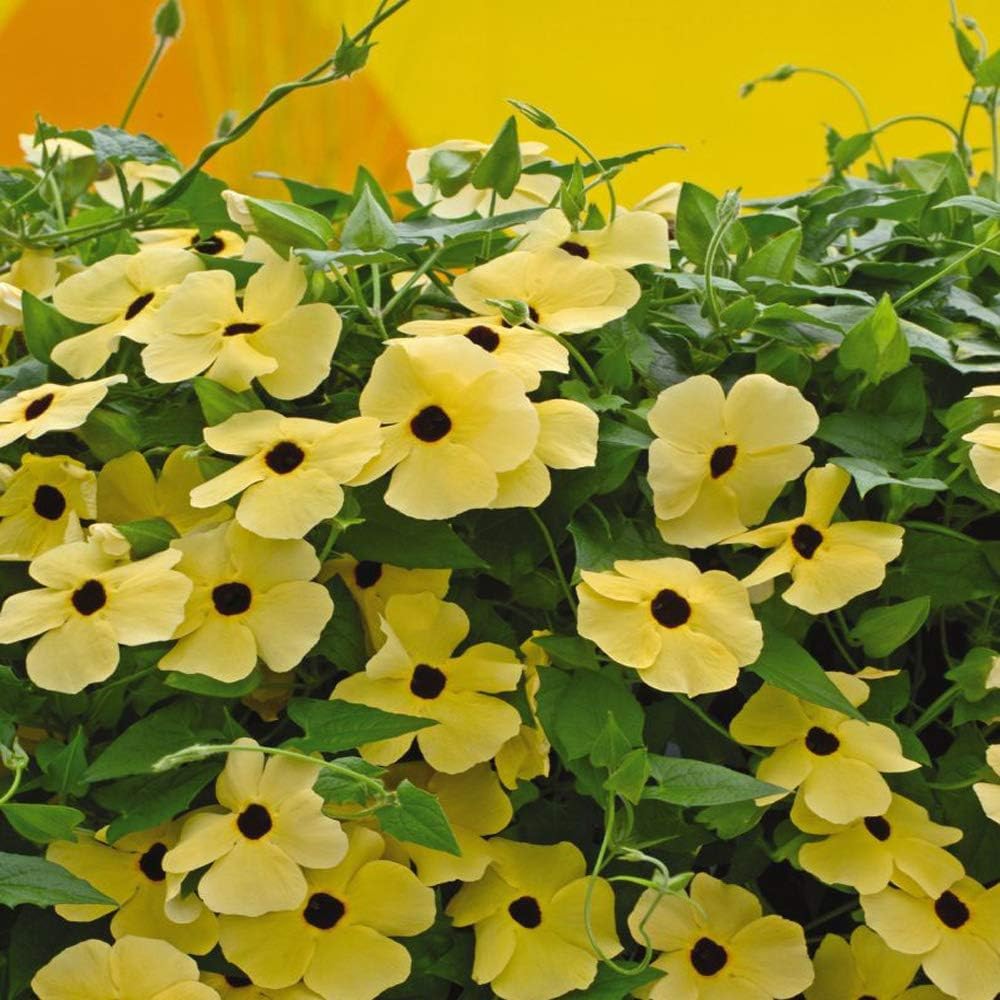 50+ Seeds- Thunbergia Black-Eyed Susan Yellow Climbing Vine Flowering Plants Seeds For Home Garden