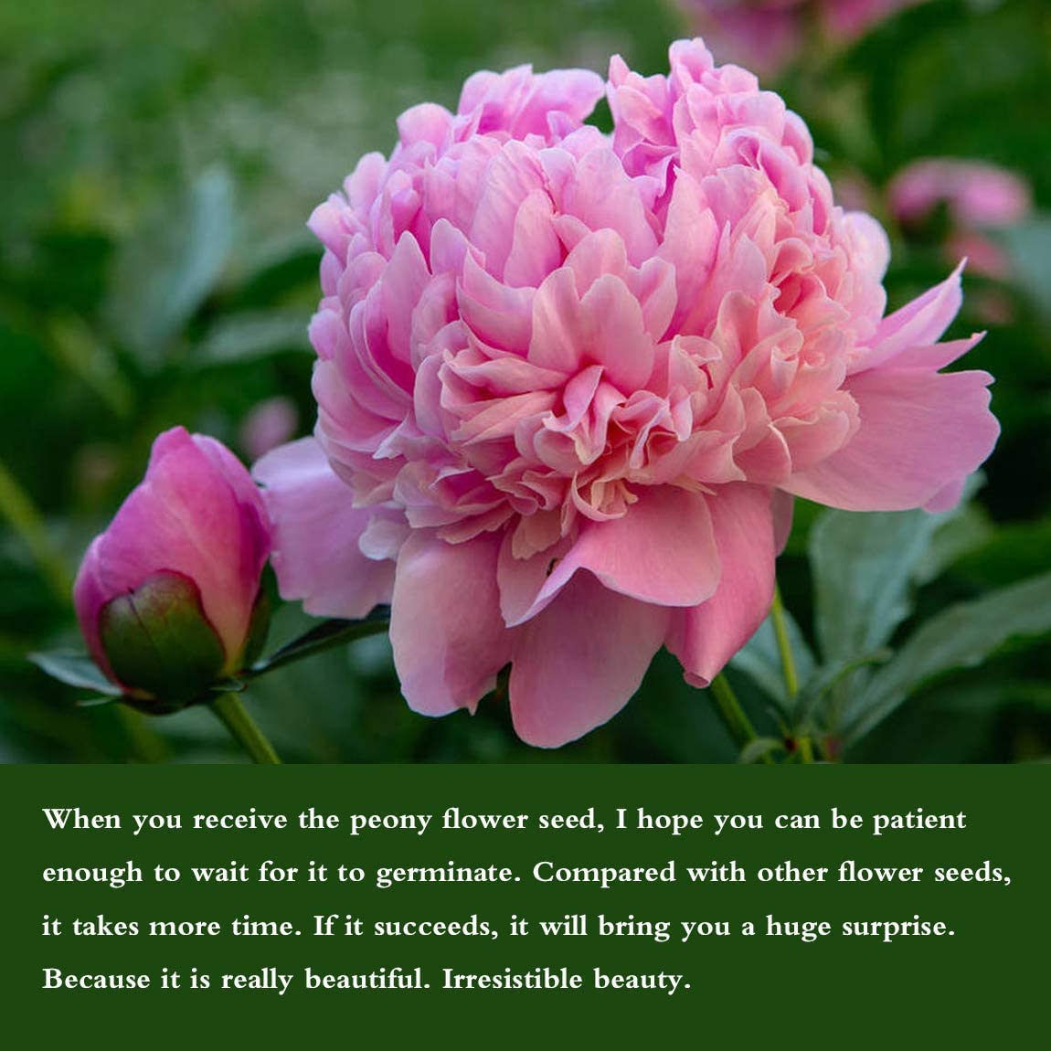 Cotton Candy Peony Mix Flower Seeds Home Pack - 50 Fresh Seeds - Outdoor Flower Plant Seeds - फूल के बीज